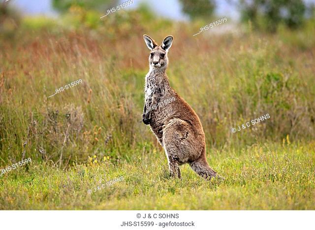 Eastern Grey Kangaroo, (Macropus giganteus), adult alert, Wilson Promontory Nationalpark, Victoria, Australia