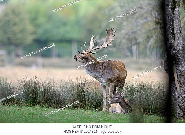 France, Moselle, Animal Park Saint Croix, Rhodes, Deer (Dama dama), male to female lying next to the