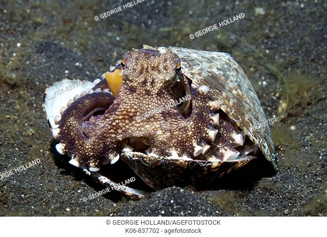 Veined octopus (Octopus marginatus) with bivalve