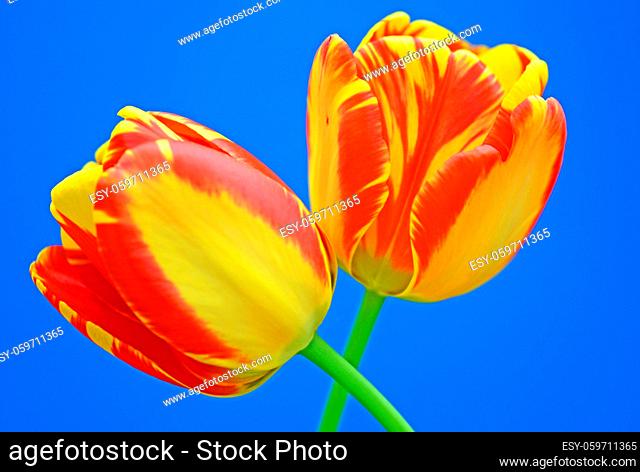 tulpe, tulipa, tulpen, rot, orange, garten, gartenblume, gartenblumezierpflanze, gelb-rot, liliengewächse, pflanze, pflanzen, blume, blumen, blüte, blüten