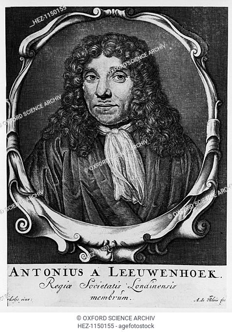 Antoni van Leeuwenhoek, Dutch pioneer of microscopy, c1660. It was probably as a result of his use of lenses in examining cloth as a draper's apprentice that...