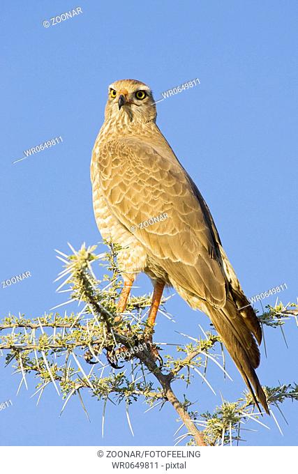 Weissbuerzel Singhabicht Melierax podiopterus, Etosha-Nationalpark Etoscha National Park, Namibia, Afrika, Pale chanting goshawk, Etosha NP, Africa