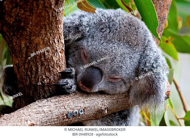 Koala (Phascolarctos cinereus), Townsville, Queensland, Australia