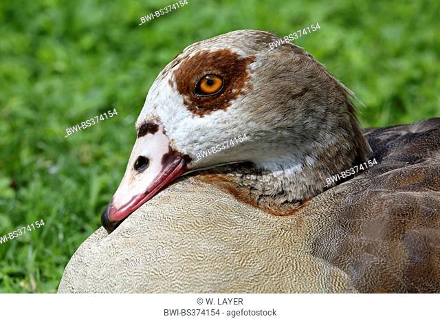 Egyptian goose (Alopochen aegyptiacus), portrait, Germany