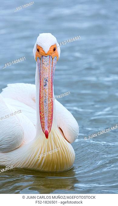 White Pelican, Velddrif Village, Berg River, West Coast Peninsula, Western Cape province, South Africa, Africa