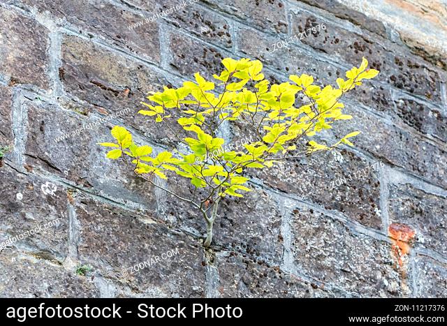 Tree growing in an old wall - Castle in Germany