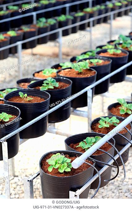 Organic hydroponic vegetable farm. Srawberry rows in greenhouse. Dalat. Vietnam