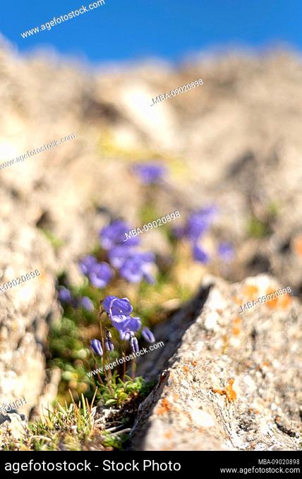blossoms of the bluebell bellflower at an altitude of over 2300 m in Karwendel mountains on the rock