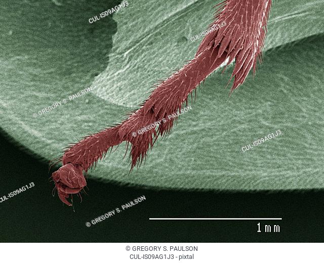 Coloured SEM of spittlebug (Cercopidae) leg