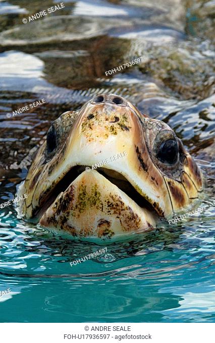Head detail of green sea turtle Chelonia mydas while breathing, endangered species, photo taken in captivity at Tamar Project in Regencia, southeast Brazil
