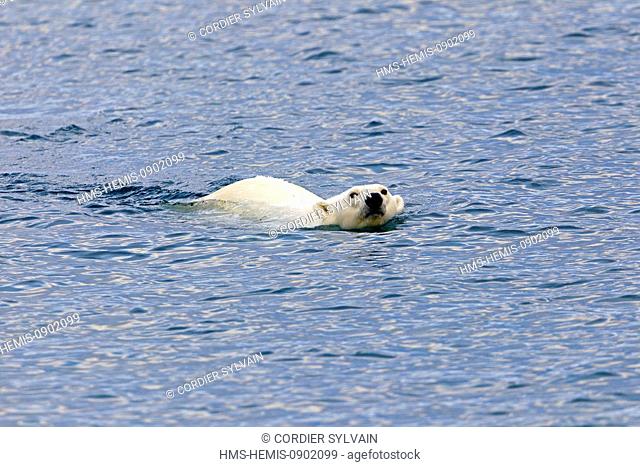 Norway, Svalbard, Spitsbergern, Polar Bear (Ursus maritimus), swimming in search of prey (seals on pieces of ice)