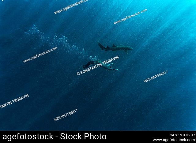 Man snorkeling with nurse shark in blue sea