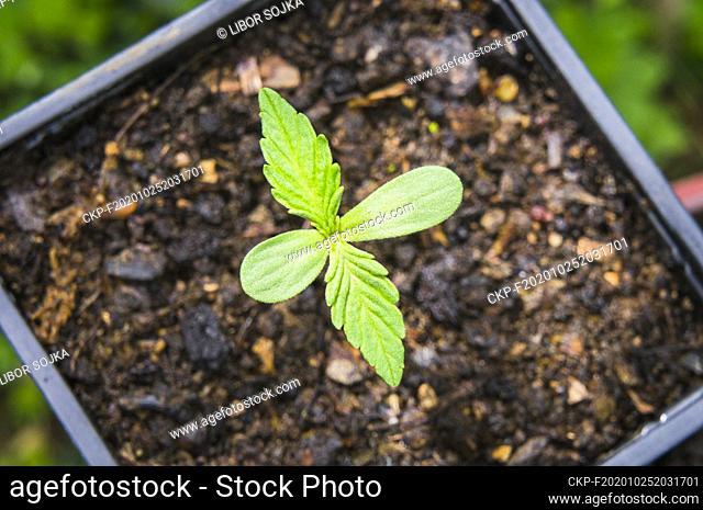 Cannabis sativa, indica, marihuana, hemp, ganja, seedling (CTK Photo/Libor Sojka)