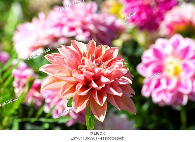 Flower bed with bright dahlia flowers, photographed with a shallow depth of field in the spring