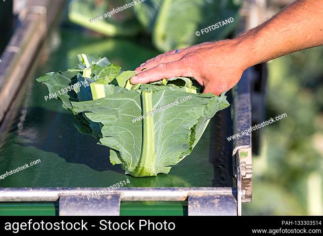 Markendorf, Germany June 23, 2020: Symbolic images - 2020 Cauliflower harvest in a field of the Biewener vegetable farm. Pictured: A harvest worker places a...
