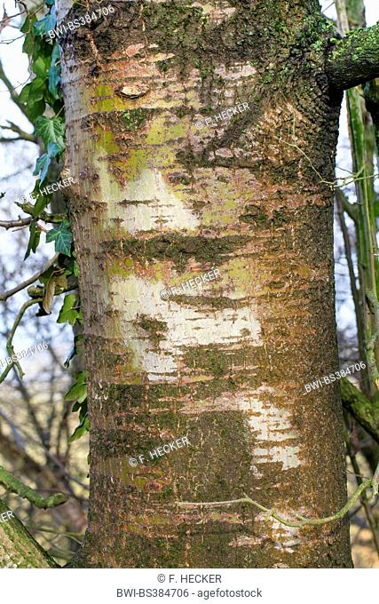 European aspen (Populus tremula), trunk, Germany