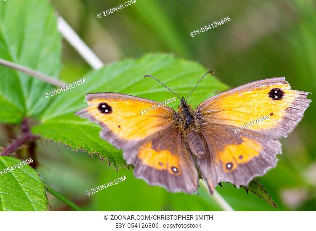 Gatekeeper Butterfly (Pyronia tithonus) perched on a leaf