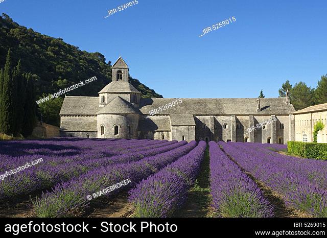 Cistercian Abbey Abbaye de Senanque with lavender field, Provence, Vaucluse, Provence-Alpes-Cote d'Azur, France, Europe