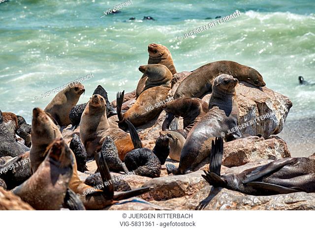 colony of Brown fur seals, Arctocephalus pusillus, Cape Cross on the Skeleton Coast of Namibia, Africa - Skeleton Coast, Namibia, 28/02/2017