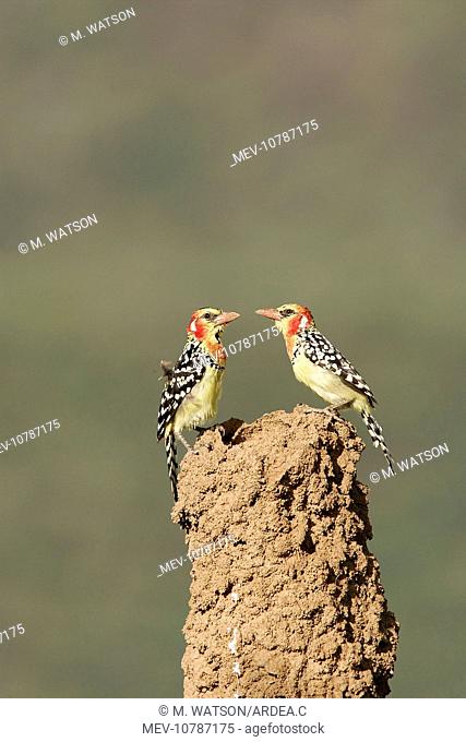 Red-and-Yellow Barbet - pair at nest built in termite mound chimney (Trachyphonus erythrocephalus)