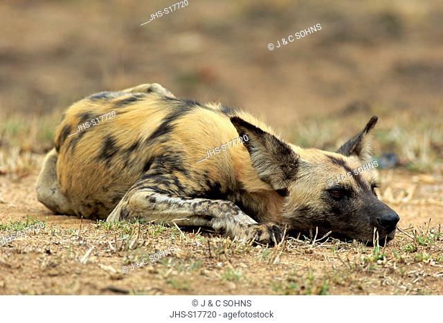 African Wild Dog, (Lycaon pictus), adult resting, Kruger Nationalpark, South Africa, Africa