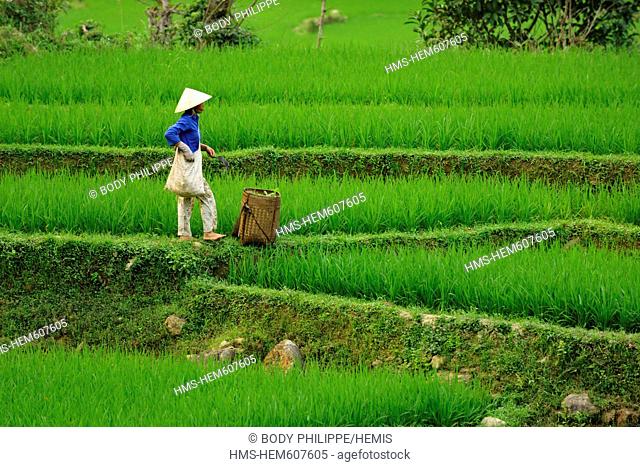 Vietnam, Ninh Binh Province, Cuc Phuong National Park, Ban Hieu, woman of Thai ethnic group in terraced rice fields