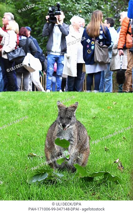 A parmawallaby can be seen in the new Australia cage of the Karlsruhe Zoo, in Karlsruhe, Germany, 6 October 2017. The existing premises were expanded
