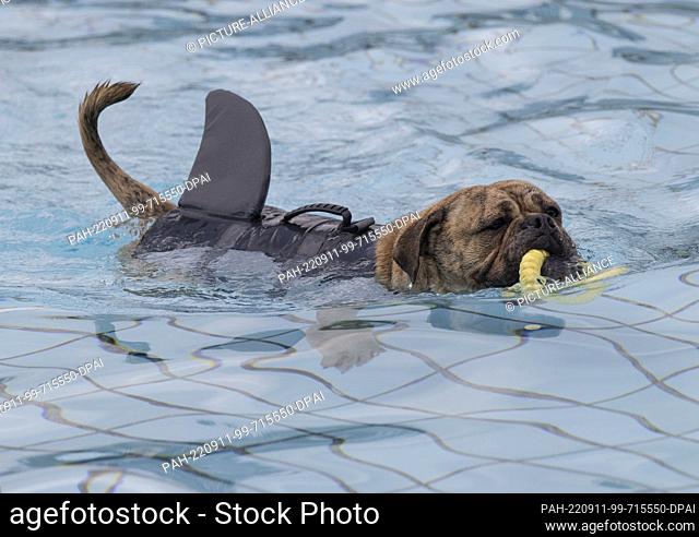 11 September 2022, Hessen, Wiesbaden: Wearing a life jacket complete with shark fin soup appliqué, dog ""Bella"" swims in the pool of the outdoor pool...