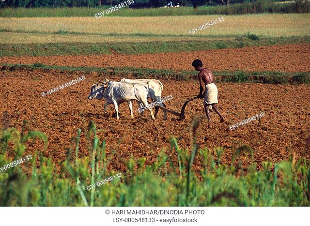 Farmers ploughing field using oxen , Orissa , India