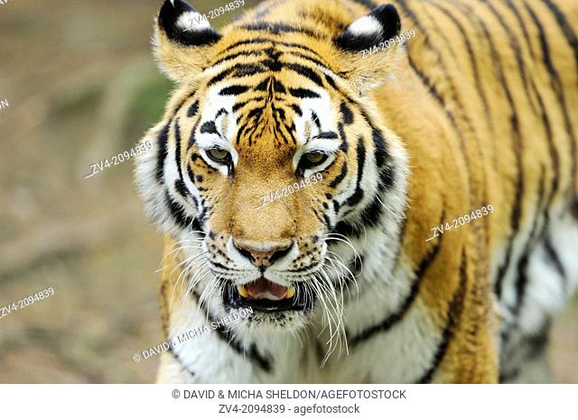 Portrait of a Siberian tiger or Amur tiger (Panthera tigris altaica)