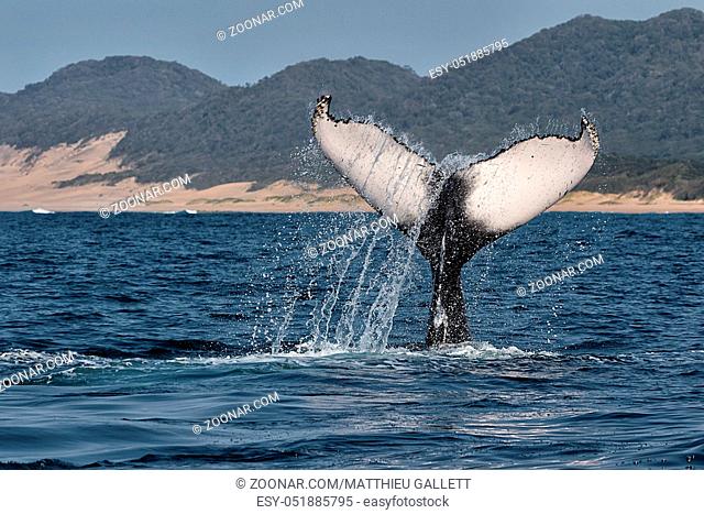 humpback whale diving south africa