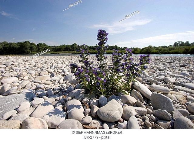 Flower of Viper's Bugloss Echium vulgare - Isar river Geretsried Upper Bavaria Germany