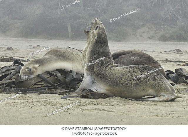 Sea lions (Phocarctos hookeri) on the beach at Surat Bay, Catlins, New Zealand
