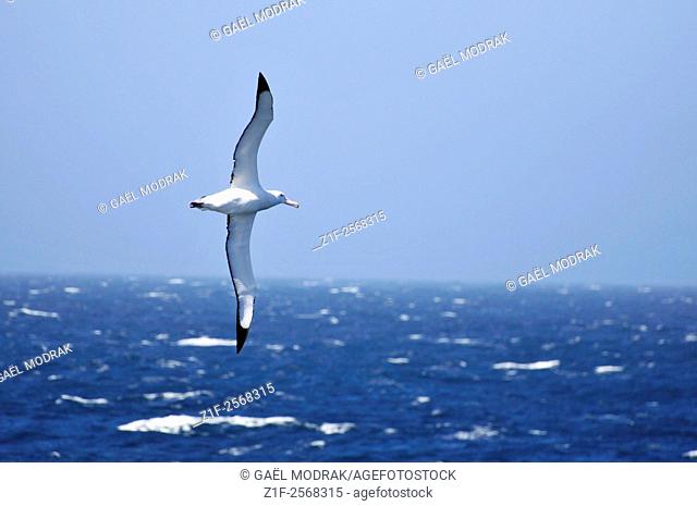 Flying albatross next to the boreal polar circle