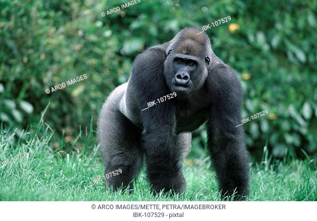 Western Gorilla, silverback / (Gorilla gorilla gorilla)