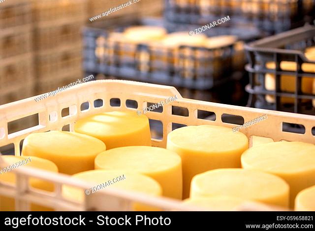 Cheese arranged in boxes at cheese factory warehouse