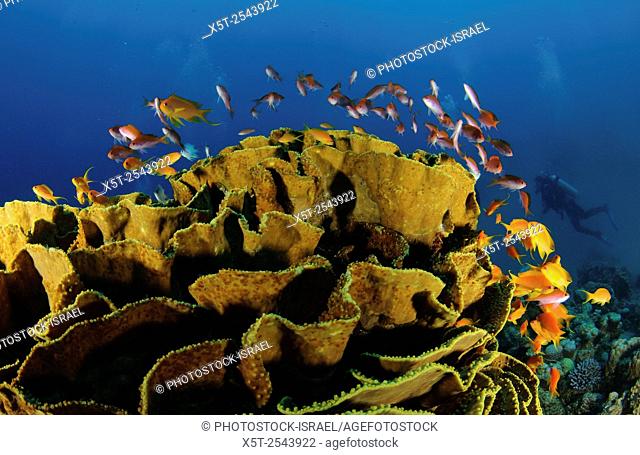 Underwater photography of a shoal of fish swimming near a coral reef in the Red Sea Aqaba, Jordan