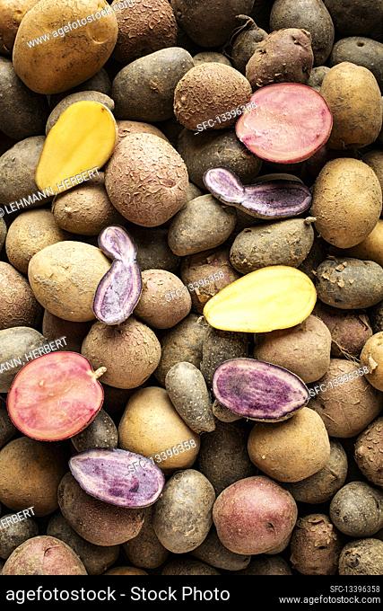Potatoes of various types and colors