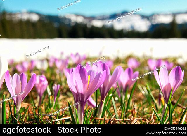 Beautiful meadow of wild purple crocuses. Blue sky and hills with trees in background. Peaceful spring day