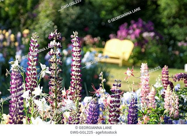 AQUILEGIA AND LUPINUS POLYPHYLLUS IN COTTAGE GARDEN
