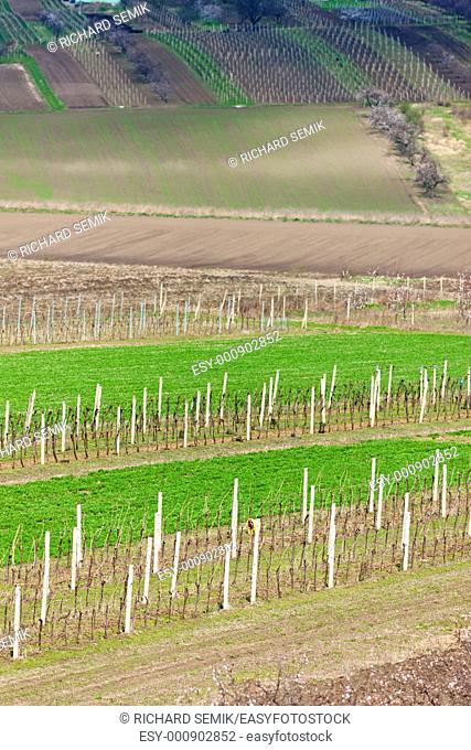 vineyard called Kravi hora near Kobyli, Czech Republic