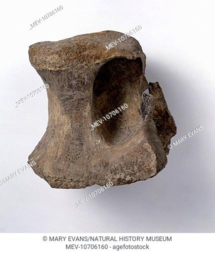 A fossil specimen of an anterior cervical vertebra, or neck bone that once belonged to the dinosaur, Bothriospondylus madagascariensis