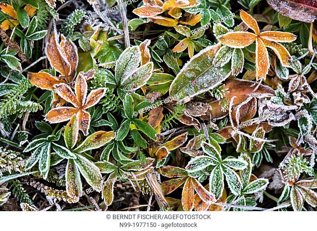 National Park Gran Paradiso, herbs in hoar frost, Valsavarenche, Italia