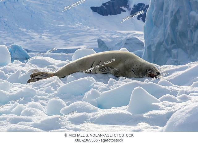 Adult crabeater seal, Lobodon carcinophaga, hauled out on ice floe, Neko Harbor, Andvord Bay, Antarctica, Southern Ocean