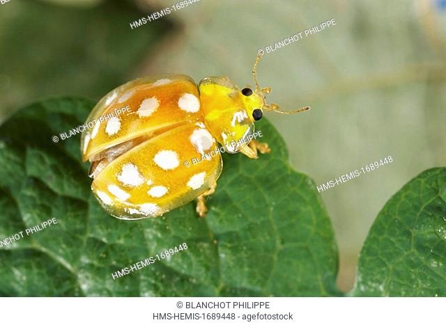 France, Morbihan, Coleoptera, Coccinellidae, Orange ladybird (Halyzia sedecimguttata)