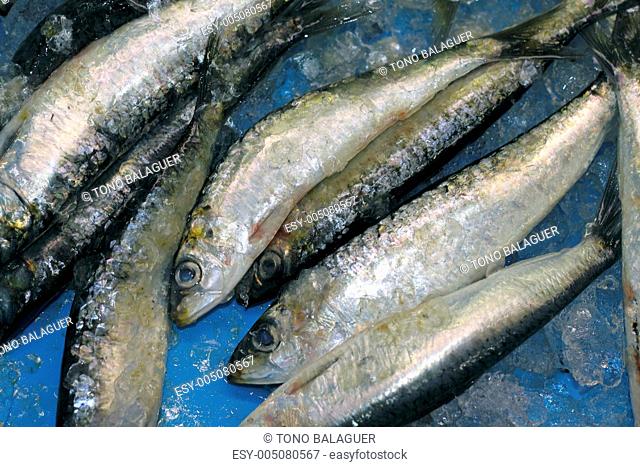 pilchard sardine seafood fish catch blue ice