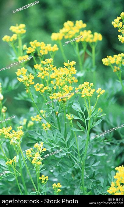 Common rue (Ruta graveolens) (plants) (medicinal herbs) (yellow) (green) (flowering) (vertical)
