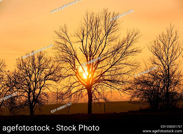 sunset over silhouette of tree, fall season. Fall landscape, tree without leaves. Czech Republic, Europe