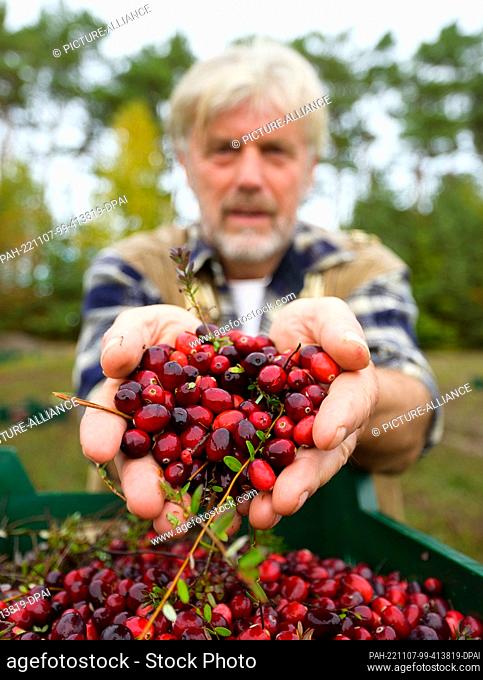 PRODUCTION - 26 October 2022, Lower Saxony, Gilten: Wilhelm Dierking holds freshly harvested cranberries in his hands. Cranberries have been cultivated in North...