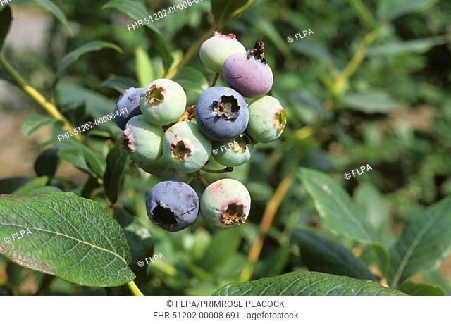 Blueberry Vaccinium corymbosum 'Bluecrop', ripening fruit on high bush variety, Devon, England